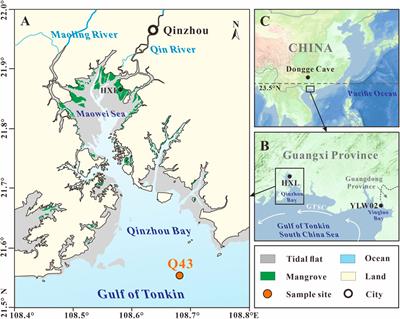 Response of Mangrove Development to Air Temperature Variation Over the Past 3000 Years in Qinzhou Bay, Tropical China